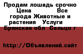 Продам лошадь срочно › Цена ­ 30 000 - Все города Животные и растения » Услуги   . Брянская обл.,Сельцо г.